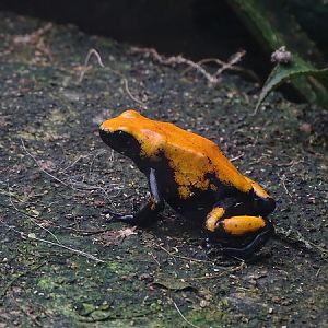 Splashback poison frog (Adelphobates galactonotus)