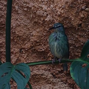 Red-legged honeycreeper (Cyanerpes cyaneus)