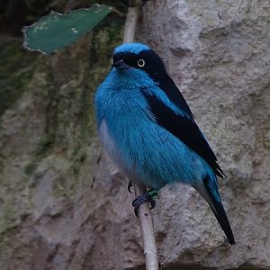 Black-faced dacnis (Dacnis lineata)