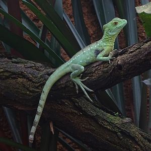 Green basilisk (Basiliscus plumifrons)