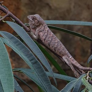 Many-colored bush anole (Polychrus marmoratus)