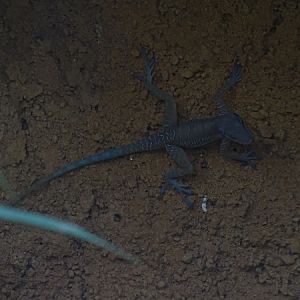 Western cliff anole (Anolis bartschi)