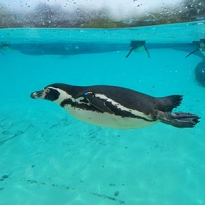 Humboldt Penguin