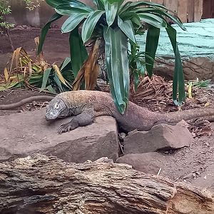 Komodo Dragon