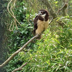 Spectacled Owl