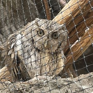 Eastern Screech Owl