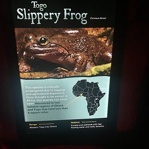 Togo Slippery Frog Signage