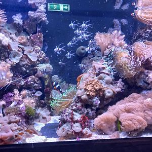 Coral Reef Tank