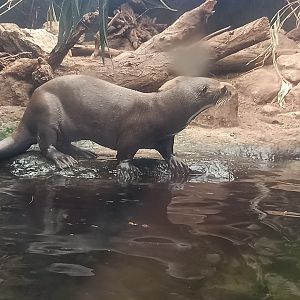 Giant Otter