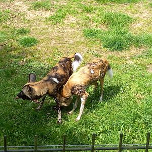 African Wild Dogs