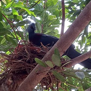 Victoria Crowned Pigeon