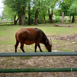 Congo Buffalo