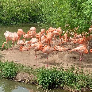 Flamingos
