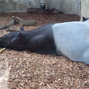Malayan Tapir