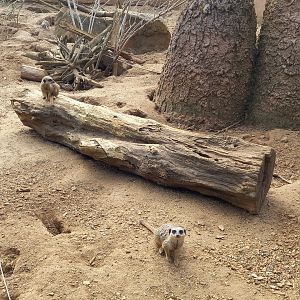 Meerkats