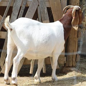 Boer Goat Chester Zoo 17th May 2023