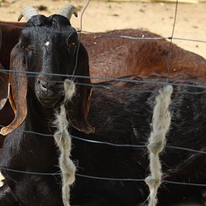 Anglo-Nubian goat chester Zoo 17th May 2023