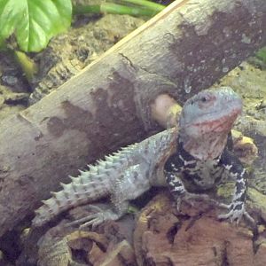Spiny-tailed Iguana ID?