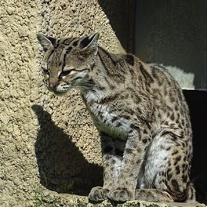 Yucatan margay (Leopardus wiedii yucatanicus)
