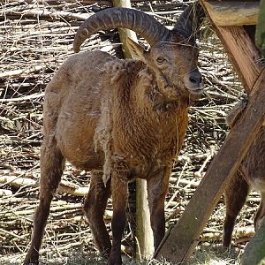 Dagestan tur (Capra cylindricornis)