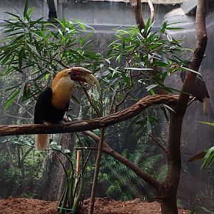 Papuan hornbill (Rhyticeros plicatus)