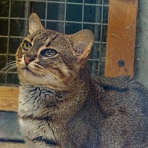 Sri Lankan rusty-spotted cat (Prionailurus rubiginosus phillipsi)