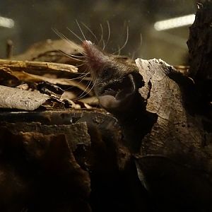 Etruscan shrew (Suncus etruscus)