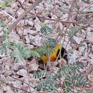 “Salvadori’s” Weaver