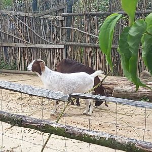 Anglo-Nubian and Boer Goats