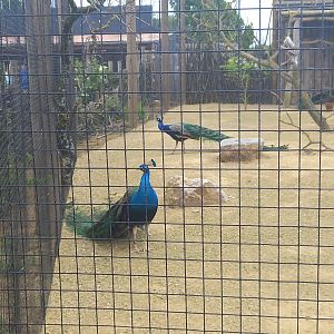 Peacocks