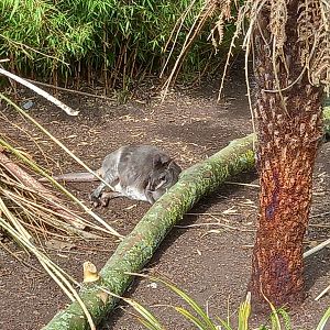 Dusky Pademelon