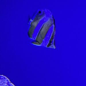 Butterflyfish ID