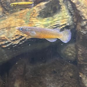 Madagascar Killifish ID?