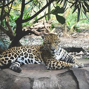 Napo Jaguar