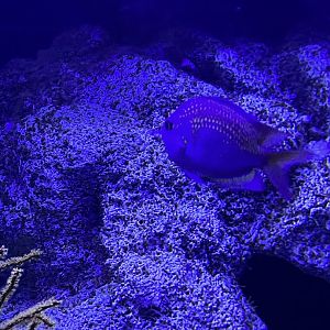Damselfish ID