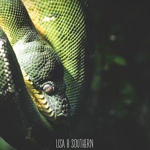 Amazon Basin Emerald Tree Boa