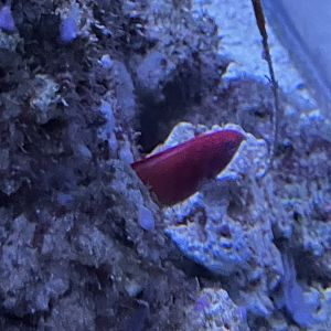 Wrasse ID