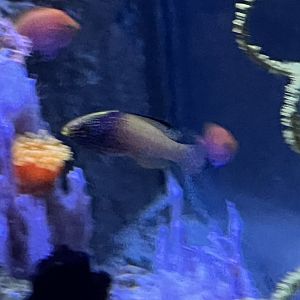 Fish ID