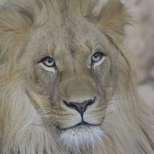 Zoo-mix lion, Matteo