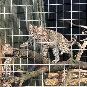 Geoffroy's cat