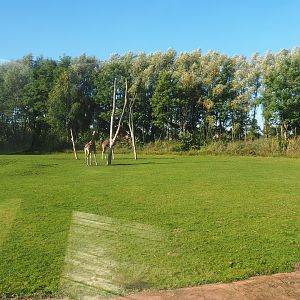 Reticulated giraffe, Zebu and De Brazza's guenon exhibit, 2022-10-09