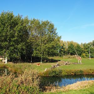 Reticulated giraffe, Zebu and De Brazza's guenon exhibit, 2022-10-09
