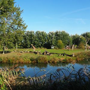 Reticulated giraffe, Zebu and De Brazza's guenon exhibit, 2022-10-09