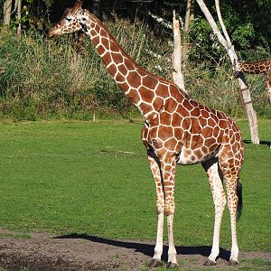 Reticulated giraffe (Giraffa reticulata), 2022-10-09