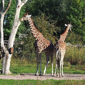 Reticulated giraffes (Giraffa reticulata), 2022-10-09