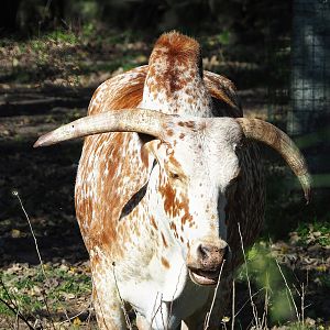 Zebu (Bos taurus indicus), 2022-10-09
