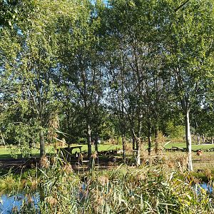 Reticulated giraffe, Zebu and De Brazza's guenon exhibit - Forest section, 2022-10-09