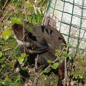 De Brazza's guenon  (Cercopithecus neglectus), 2022-10-09