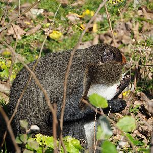 De Brazza's guenon  (Cercopithecus neglectus), 2022-10-09
