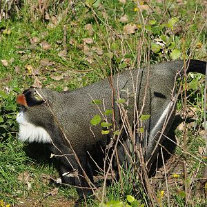 De Brazza's guenon  (Cercopithecus neglectus), 2022-10-09